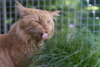 Maine Coon