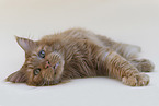 Maine Coon