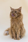 Maine Coon