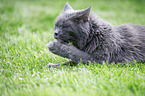 Maine Coon