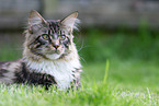 Maine Coon