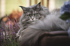 Maine Coon