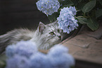 Maine Coon