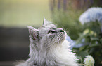 Maine Coon