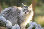Maine Coon