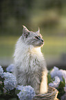 Maine Coon