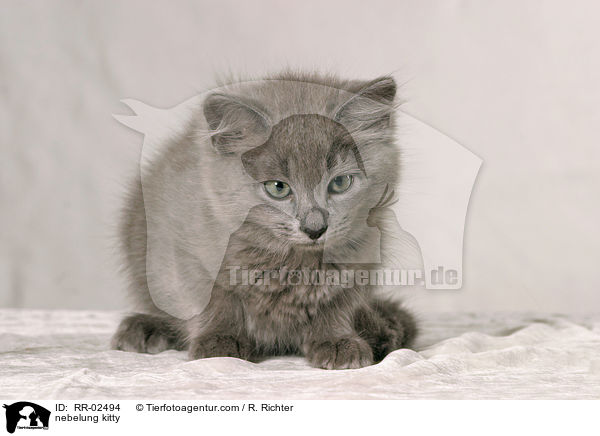 Nebelungktzchen / nebelung kitty / RR-02494