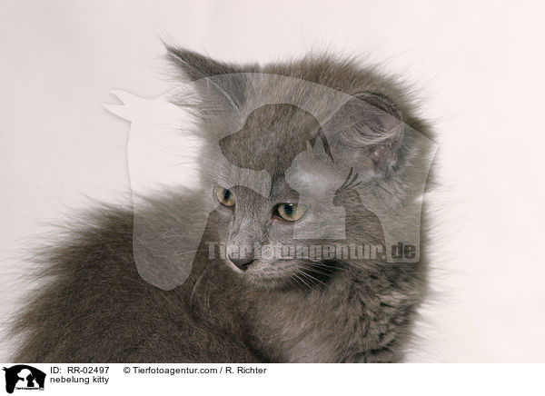 nebelung kitty / RR-02497