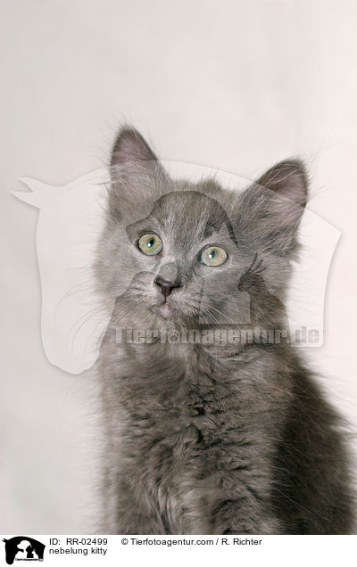 Nebelungktzchen Portrait / nebelung kitty / RR-02499