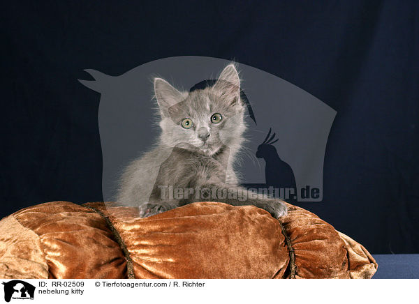 Nebelungktzchen liegt auf Kissen / nebelung kitty / RR-02509