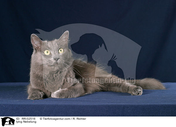 lying Nebelung / RR-02516