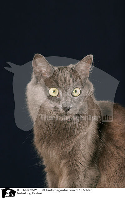 Nebelung Portrait / RR-02521