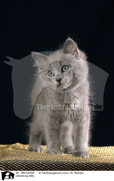 Nebelungktzchen / nebelung kitty / RR-02529