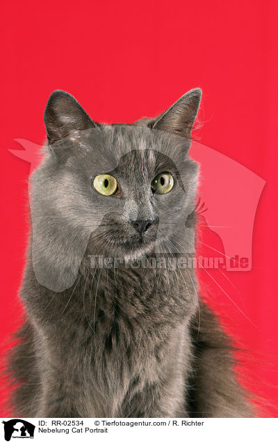 Nebelung Cat Portrait / RR-02534