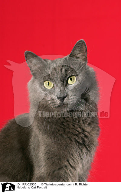 Nebelung Portrait / Nebelung Cat Portrait / RR-02535