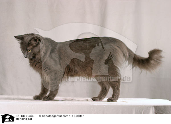 stehende Nebelung / standing cat / RR-02538