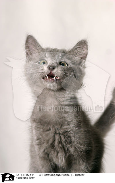 mauzendes Nebelungktzchen / nebelung kitty / RR-02541