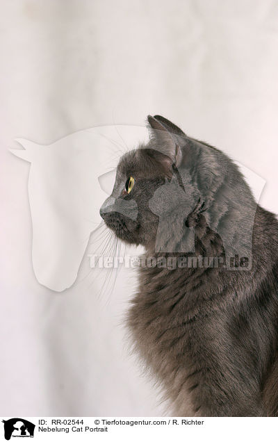 Nebelung Cat Portrait / RR-02544