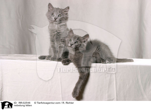 Nebelungktzchen / nebelung kitten / RR-02546