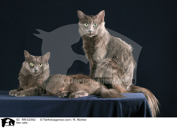 two cats / RR-02562
