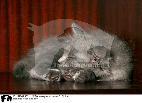 sleeping nebelung kitty / RR-02563