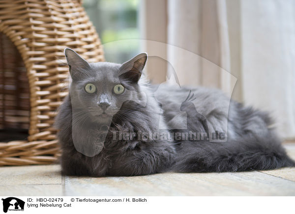 liegende Nebelung / lyimg Nebelung Cat / HBO-02479