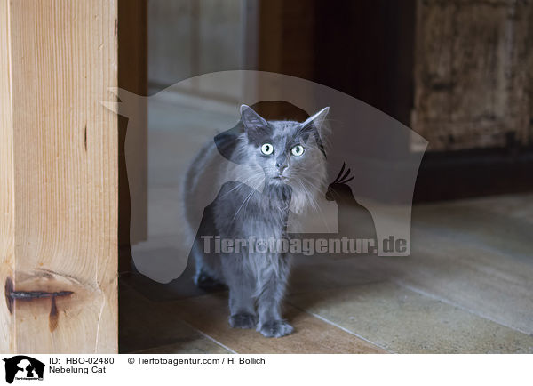 Nebelung / Nebelung Cat / HBO-02480