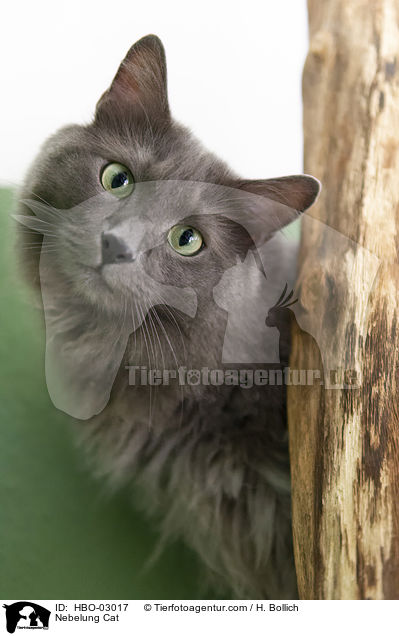 Nebelung / Nebelung Cat / HBO-03017