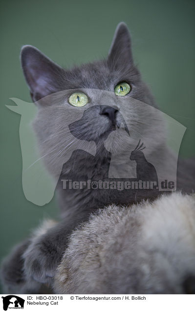 Nebelung / Nebelung Cat / HBO-03018