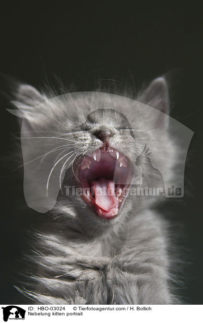 Nebelung kitten portrait / HBO-03024