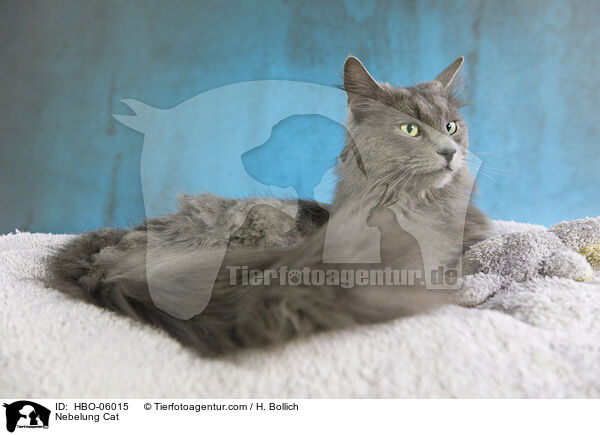 Nebelung Cat / HBO-06015