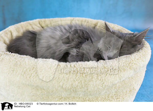 Nebelung / Nebelung Cat / HBO-06023