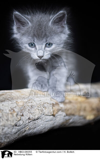 Nebelung Ktzchen / Nebelung Kitten / HBO-06055