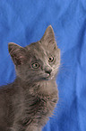 nebelung kitty