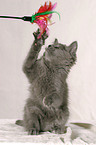 playing nebelung kitty