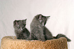 nebelung kitten in the basket