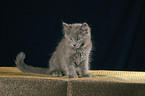 nebelung kitty