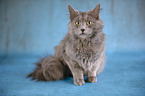 sitting Nebelung Cat