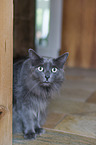 sitting Nebelung Cat