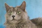 Nebelung Cat