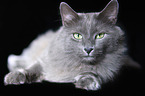 Nebelung Cat