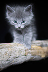 Nebelung Kitten