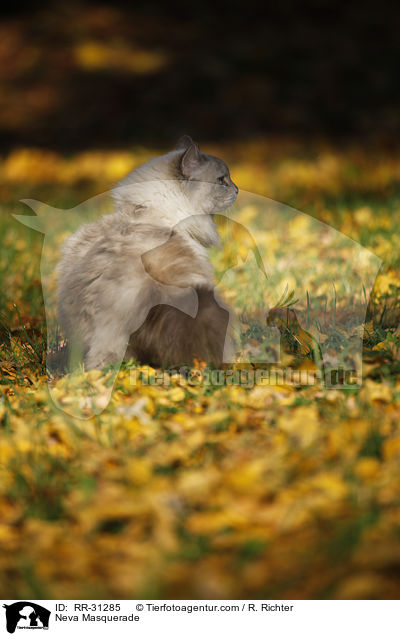 Neva Masquerade / RR-31285