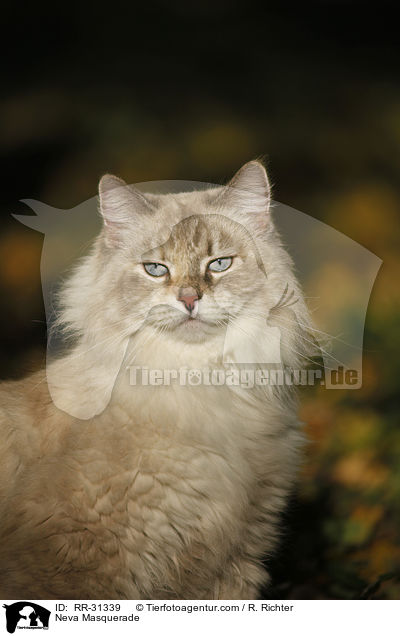 Neva Masquarade / Neva Masquerade / RR-31339