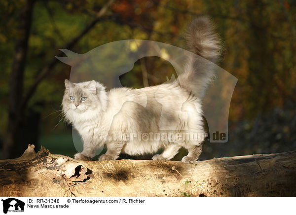 Neva Masquarade / Neva Masquerade / RR-31348