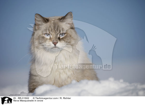 Neva Masquarade in snow / RR-31682