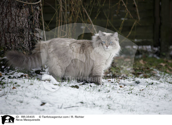 Neva Masquerade / RR-35405