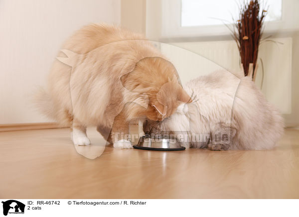 2 Katzen / 2 cats / RR-46742