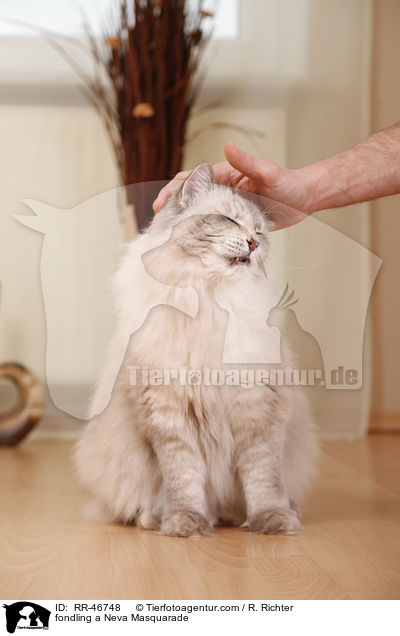 Neva Masquarade wird gestreichelt / fondling a Neva Masquarade / RR-46748