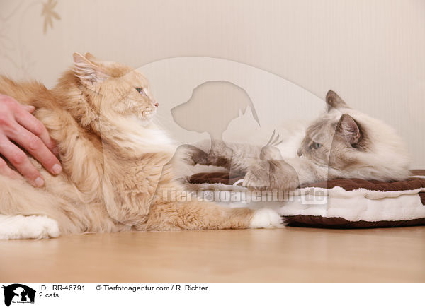 2 Katzen / 2 cats / RR-46791